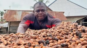 Cacao