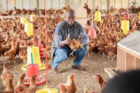 poulet de chair