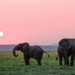 éléphants