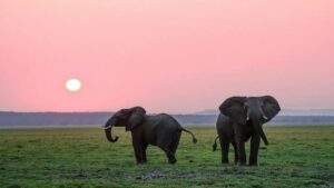 éléphants