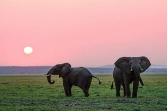 éléphants