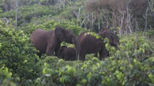 pachyderme