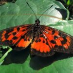 Papillons