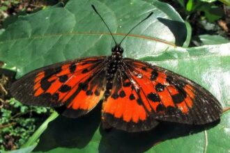 Papillons