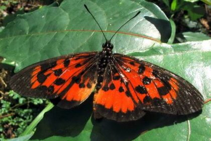 Papillons