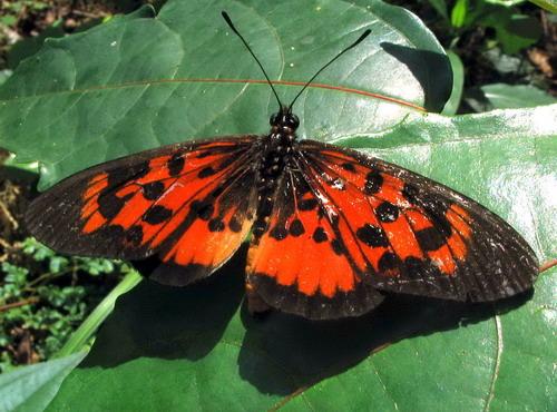 Papillons