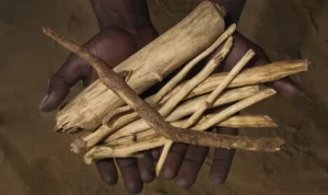 l’iboga