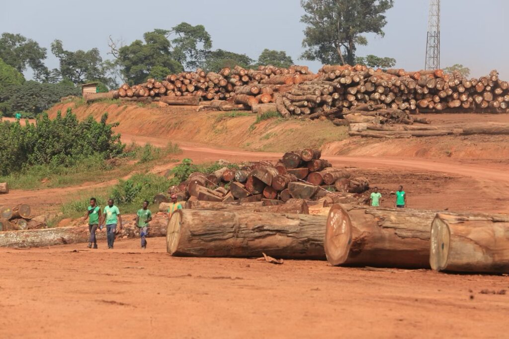 Bois 
