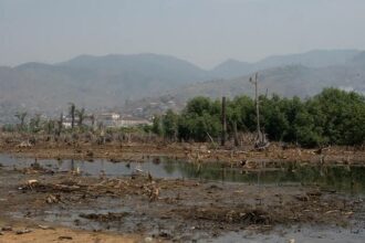 Forêt dégradée par la déforestation en Afrique centrale, dans le bassin du Congo.