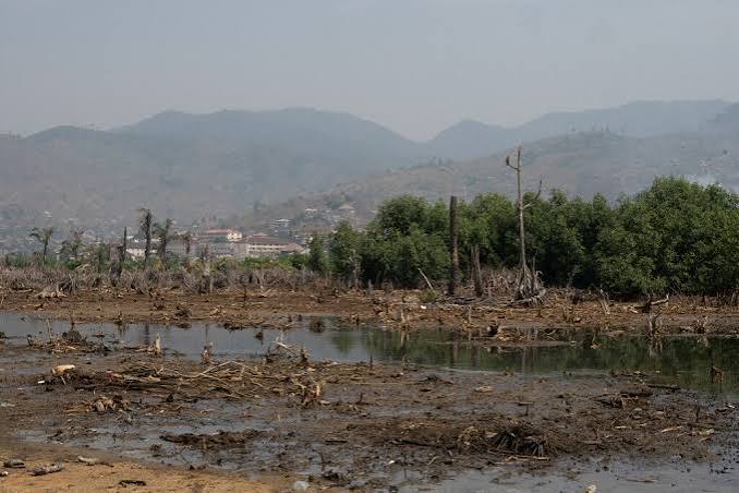 Forêt dégradée par la déforestation en Afrique centrale, dans le bassin du Congo.